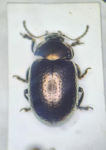 Réf. 321 666 : Chrysolina quadrigemina